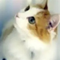 Henriette søger hus til leje i Nakskov, Horslunde eller Nørreballe m.fl.